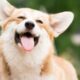 Shiba Inu, Dogecoin: The Most Popular Cryptocurrencies in Google USA during November