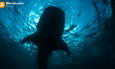 Onchain Analyst: Long-Sleeping Bitcoin Whale Resurfaces, Shifting 2,300 BTC to Paxos Wallet